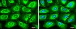 FASN Antibody in Immunocytochemistry (ICC/IF)