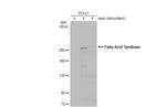 FASN Antibody in Western Blot (WB)