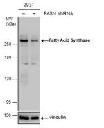 FASN Antibody in Western Blot (WB)