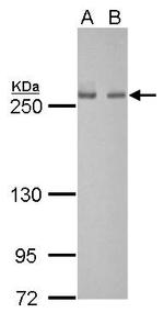 FASN Antibody in Western Blot (WB)