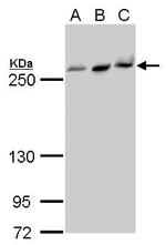 FASN Antibody in Western Blot (WB)