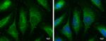 MX1 Antibody in Immunocytochemistry (ICC/IF)