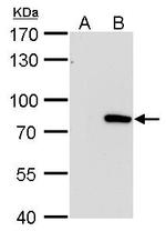 MX1 Antibody in Western Blot (WB)