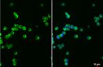 VAV1 Antibody in Immunocytochemistry (ICC/IF)