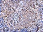 VAV1 Antibody in Immunohistochemistry (Paraffin) (IHC (P))