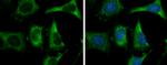 FASN Antibody in Immunocytochemistry (ICC/IF)