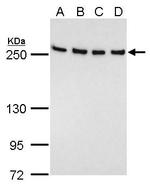 FASN Antibody in Western Blot (WB)