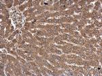 FASN Antibody in Immunohistochemistry (Paraffin) (IHC (P))