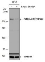 FASN Antibody in Western Blot (WB)