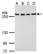 FASN Antibody in Western Blot (WB)