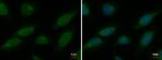 NUP62 Antibody in Immunocytochemistry (ICC/IF)