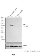 MX1 Antibody in Western Blot (WB)