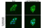 ATG12 Antibody in Immunocytochemistry (ICC/IF)