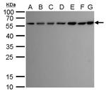 ATG12 Antibody in Western Blot (WB)