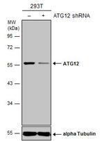 ATG12 Antibody in Western Blot (WB)