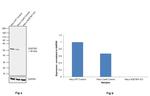 SQSTM1 Antibody in Western Blot (WB)