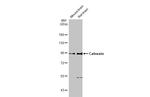 Calnexin Antibody in Western Blot (WB)