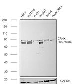 Calnexin Antibody in Western Blot (WB)