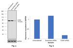 Calnexin Antibody in Western Blot (WB)