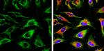 Calnexin Antibody in Immunocytochemistry (ICC/IF)