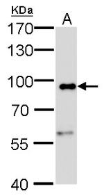 Calnexin Antibody in Western Blot (WB)