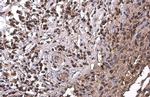 PRMT1 Antibody in Immunohistochemistry (Paraffin) (IHC (P))