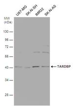 TDP-43 Antibody in Western Blot (WB)