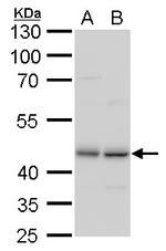 TDP-43 Antibody in Western Blot (WB)