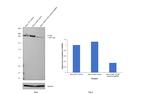 mTOR Antibody