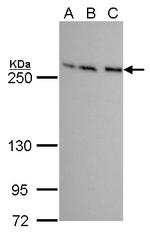 mTOR Antibody in Western Blot (WB)