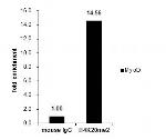 H4K20me2 Antibody in ChIP Assay (ChIP)