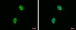 H4K20me2 Antibody in Immunocytochemistry (ICC/IF)