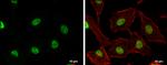 USP7 Antibody in Immunocytochemistry (ICC/IF)