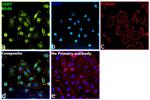 USP7 Antibody in Immunocytochemistry (ICC/IF)