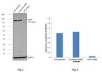 USP7 Antibody in Western Blot (WB)