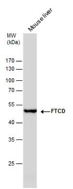 Golgi protein 58k Antibody in Western Blot (WB)