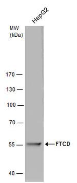 Golgi protein 58k Antibody in Western Blot (WB)