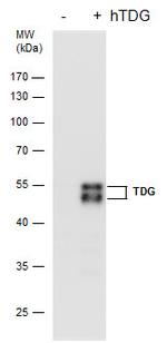 TDG Antibody in Western Blot (WB)