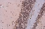 TDG Antibody in Immunohistochemistry (Paraffin) (IHC (P))