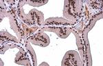 TDG Antibody in Immunohistochemistry (Paraffin) (IHC (P))