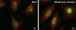 HIF-2 alpha Antibody in Immunocytochemistry (ICC/IF)