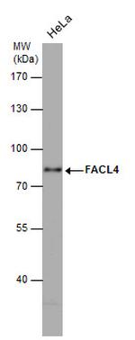 ACSL4 Antibody in Western Blot (WB)