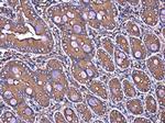 Filamin B Antibody in Immunohistochemistry (Paraffin) (IHC (P))