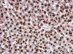 H2AK5ac Antibody in Immunohistochemistry (Paraffin) (IHC (P))