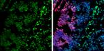 BRG1 Antibody in Immunohistochemistry (Frozen) (IHC (F))