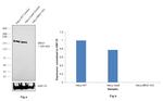 BRG1 Antibody in Western Blot (WB)