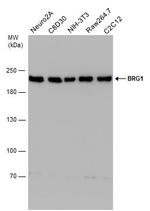 BRG1 Antibody in Western Blot (WB)