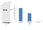 Glypican 3 Antibody in Western Blot (WB)