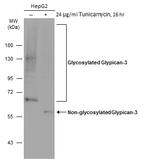 Glypican 3 Antibody in Western Blot (WB)