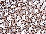 H4K8ac Antibody in Immunohistochemistry (Paraffin) (IHC (P))